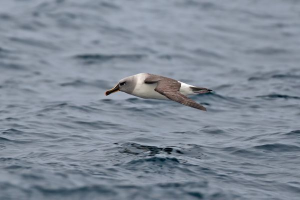 2011-04-02-grey-headed-albatross-01643665C55-46FA-937A-4C78-9B7D1AEC6DF6.jpg