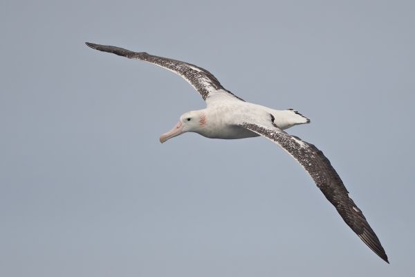 2011-04-02-wandering-albatross-02376C963BD-E4B4-30BF-FB0E-C029C5230BF4.jpg