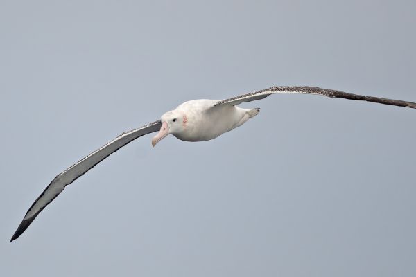 2011-04-02-wandering-albatross-07081A2B8B5-B74A-86D1-55DF-87505D07C2DD.jpg