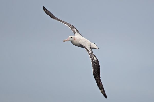 2011-04-02-wandering-albatross-082010B20B3-ADA0-9073-1746-95DA4C2DE012.jpg