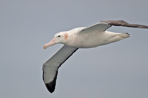 2011-04-02-wandering-albatross-101D3CC711C-E015-AB83-9884-C2328B8EF939.jpg