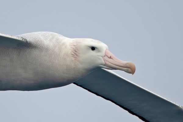 2011-04-02-wandering-albatross-1572638B4E3-1213-42DA-A5C0-080B4273A5D4.jpg