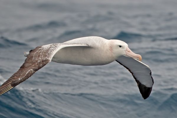 2011-04-02-wandering-albatross-172D9F020FE-1D8D-EFF5-373C-E53BFC5FAEE3.jpg