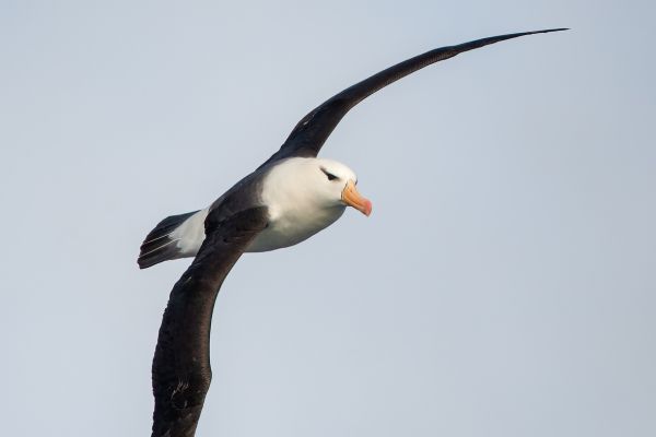 2011-04-03-black-browed-albatross-0206178F264-7EBF-9042-F1B8-9C16079EB0F1.jpg