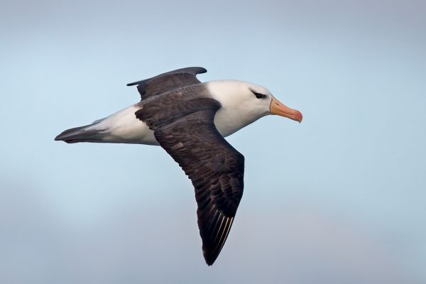 2011-04-03-black-browed-albatross-034C55905B0-09A6-1468-6A9F-6608E7153D58.jpg