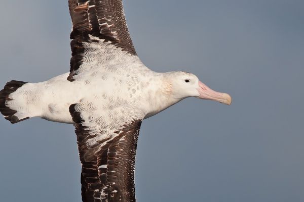 2011-04-03-wandering-albatross-005652E6526-A0CC-92A4-0F8A-940509B4BAC4.jpg