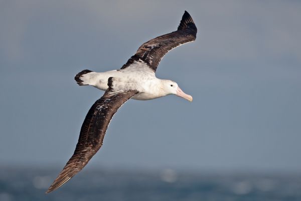 2011-04-03-wandering-albatross-01295BF8E62-7031-211B-5292-2FAE1550D200.jpg