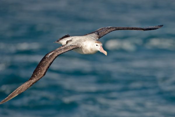 2011-04-03-wandering-albatross-017B9348C1F-5C57-12B6-3644-75225A0D4D8E.jpg