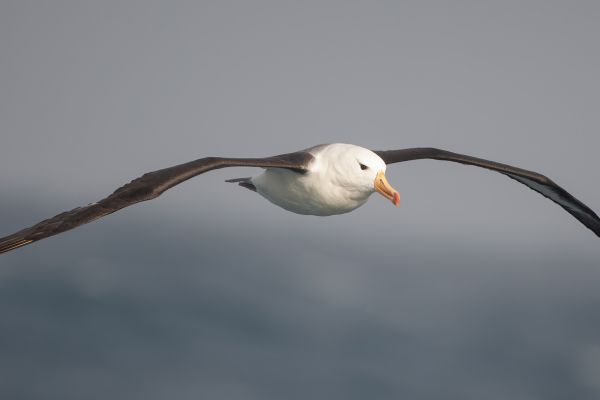 2011-04-06-black-browed-albatross-037901D111F-D5FA-6989-40AC-7A0D9F3E254A.jpg