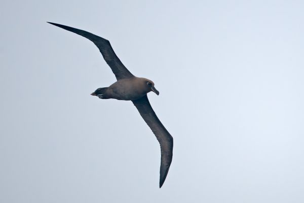 2011-04-06-sooty-albatross-076F26FFCBF-6492-C3F1-2152-B3138182941B.jpg