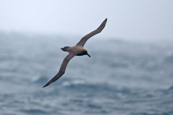 2011-04-06-sooty-albatross-100956C72FD-24A7-35B7-3F76-4729147E2F8E.jpg