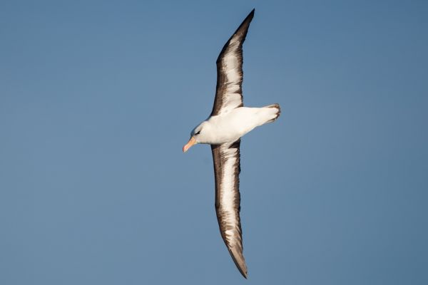 2011-04-07-black-browed-albatross-0107C8F2BD6-4731-864F-B80C-902B93C8C25E.jpg