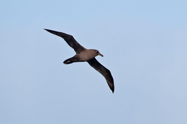 2011-04-07-sooty-albatross-0060E016EA4-3150-5584-40FB-42296A90BCF3.jpg