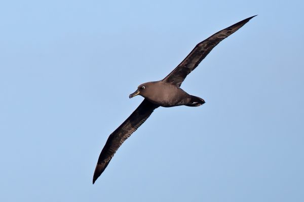 2011-04-07-sooty-albatross-013CF6B2A02-A2B8-35B9-846E-6DBFD9AC9B9D.jpg