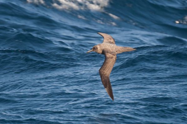 2011-04-07-sooty-albatross-1781F441199-9B8E-6CC0-F0D8-DED7061F7914.jpg