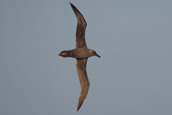 2011-04-07-sooty-albatross-1830BA18E50-B8D7-CB46-1604-3D67D829E42B.jpg