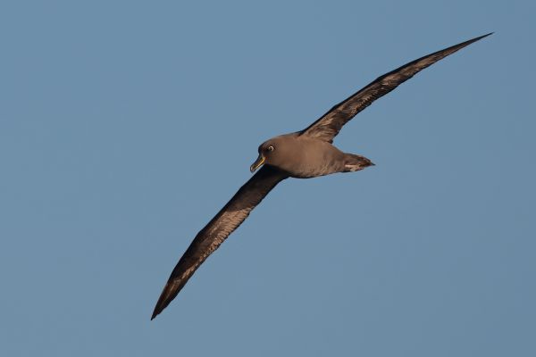 2011-04-07-sooty-albatross-2228A389E16-A029-D6D2-D04E-CA1CCE7851A6.jpg