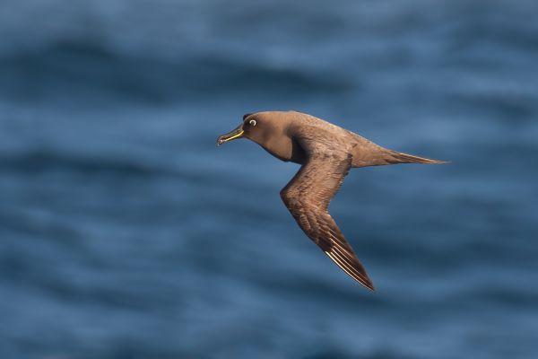 2011-04-07-sooty-albatross-240D409F5C0-E8CB-3BE6-2BB4-A2116DF6DF80.jpg