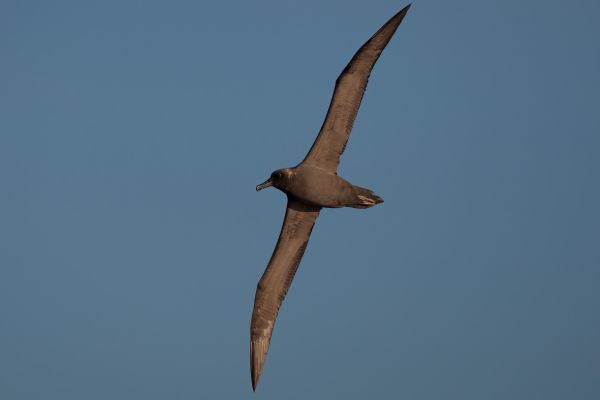 2011-04-07-sooty-albatross-248770A4AE9-1888-97A0-EE7C-CC35E098CBC1.jpg