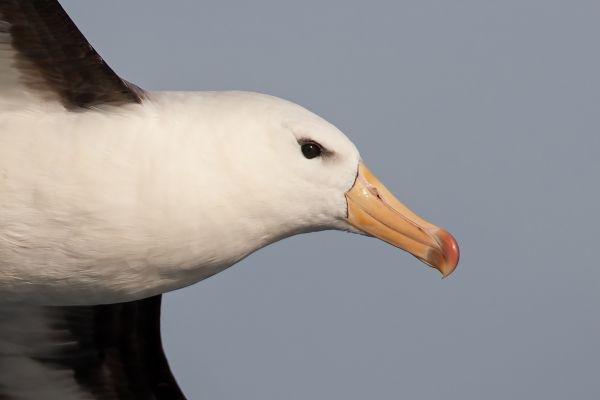2011-04-09-black-browed-albatross-009D077B2C7-8702-9314-3448-4D9258E7636B.jpg
