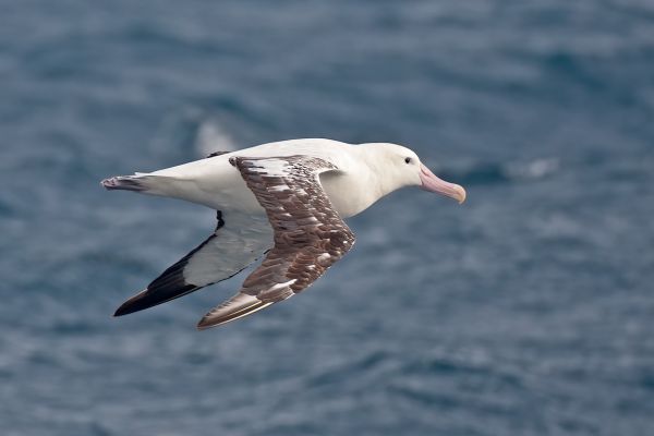 2011-04-09-tristan-albatross-0111B4D8C35-0E98-FA16-7FA7-D772235E89C9.jpg