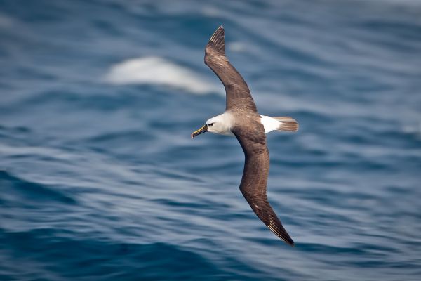 2011-04-10-atlantic-yellow-nosed-albatross-022D26FBCE5-FF9D-2A46-1090-EC55E5D217CD.jpg