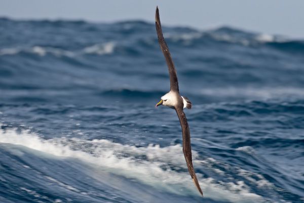 2011-04-10-atlantic-yellow-nosed-albatross-027070BA7B9-7903-29BD-7C22-3FE7457115AB.jpg