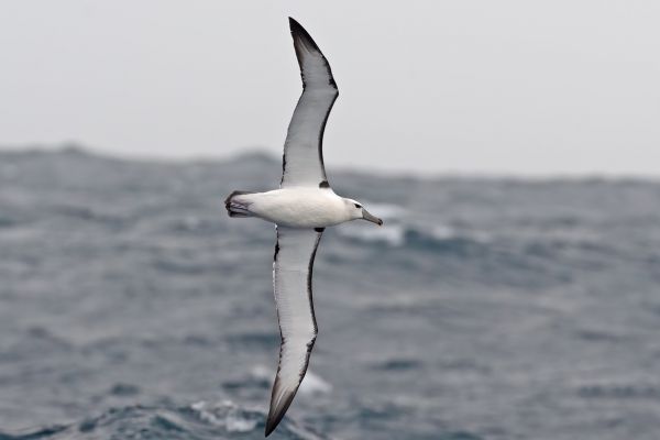 2011-04-10-salvin-s-albatross-006443433B5-3B54-1E65-342E-787E75F42038.jpg