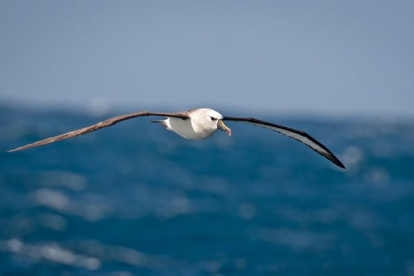 2011-04-11-atlantic-yellow-nosed-albatross-03080698D66-EE4F-DE02-AEDC-712C2A626D40.jpg