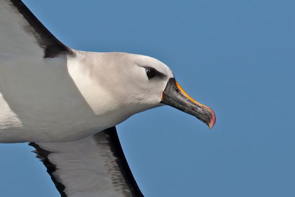 2011-04-11-atlantic-yellow-nosed-albatross-1067208243A-8551-D8A4-B813-A74FFFE640BB.jpg