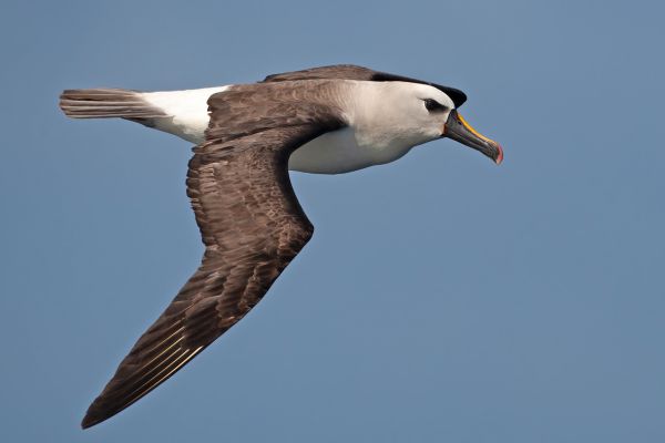 2011-04-11-atlantic-yellow-nosed-albatross-131466D231A-5094-01CF-54AB-F947E6EFF947.jpg