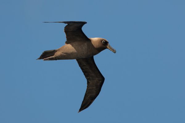 2011-04-11-sooty-albatross-047C48F89F4-F373-17BD-7FF8-D849AF219FB7.jpg