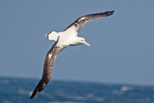 2011-04-11-tristan-albatross-00287907550-228F-BCFC-6AAC-DDBBA09C331D.jpg