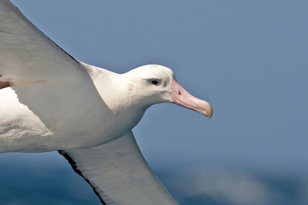 2011-04-11-tristan-albatross-010E7DD315C-F370-60DD-43A7-4C01BCBF249C.jpg