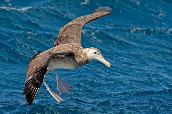 2011-04-11-tristan-albatross-033E04B8F14-83BF-82BC-F4A0-AEB7439C878F.jpg