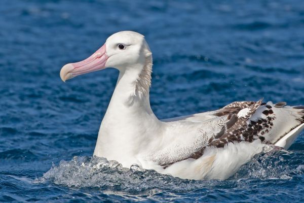2011-04-11-tristan-albatross-0823DF0F365-E7FA-8449-5E62-25D8A27C89A2.jpg