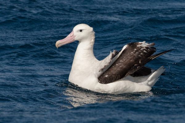 2011-04-11-tristan-albatross-09713A7B778-A4FD-5D64-EB5D-9F846A24C241.jpg