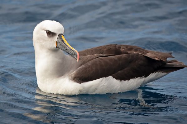 2011-04-14-atlantic-yellow-nosed-albatross-0014D1D9CD1-2463-3F29-D2E9-FD2733EA3F3E.jpg