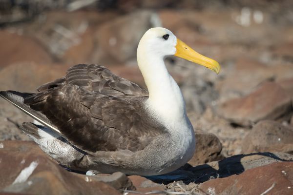 2016-12-10-waved-albatross-0037BB7CA626-540F-2005-E772-E4782768D365.jpg