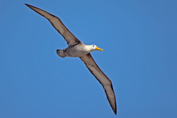 2016-12-10-waved-albatross-005331719930-9304-3F84-BA77-5C21786FDE4B.jpg
