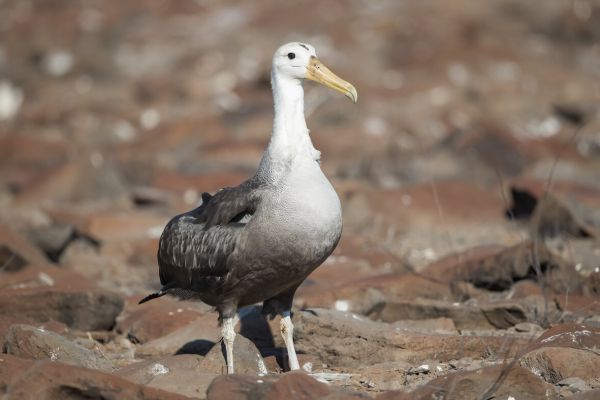 2016-12-10-waved-albatross-008646D61BFD-CA61-055F-1DAE-4478584842D5.jpg
