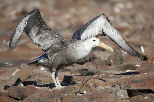2016-12-10-waved-albatross-0108F969A940-A8B6-5AB8-1CAA-CA22B0C29202.jpg
