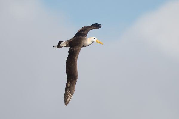 2016-12-10-waved-albatross-03258BE89F9F-C74E-769E-BE13-1A9E3511B7A0.jpg