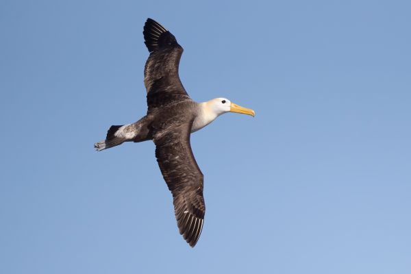 2016-12-10-waved-albatross-044750895407-0132-8FBA-A87C-293D73B67C16.jpg