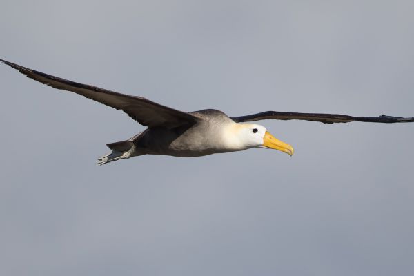 2016-12-10-waved-albatross-04625DB93A5B-DADA-272D-4AD3-943C34ECE825.jpg