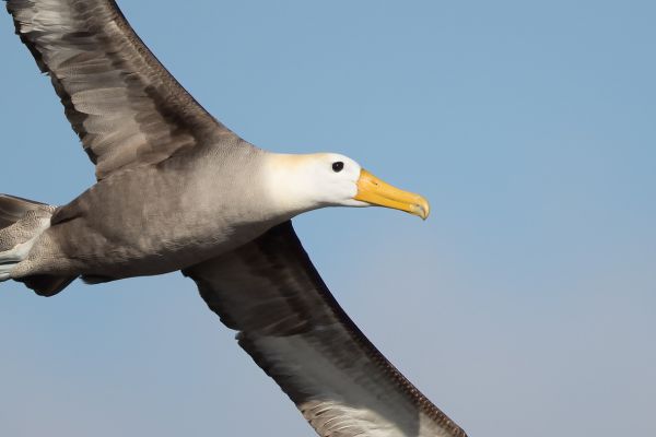 2016-12-10-waved-albatross-047172A2BB5C-8C56-36A1-DCDE-30AECE7BE020.jpg
