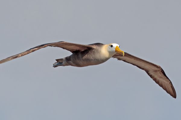 2016-12-10-waved-albatross-058531DB12C9-020C-990C-D1A8-37FE77214CB1.jpg