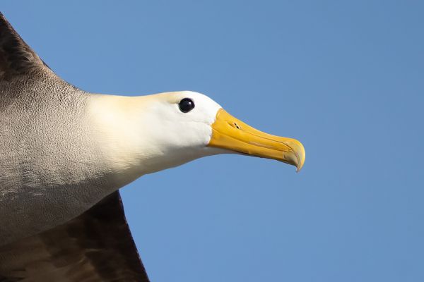 2016-12-10-waved-albatross-0599BCA7D823-21B7-DA31-BD37-3E2671DA401B.jpg