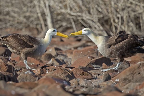 2016-12-10-waved-albatross-0972E5668C44-BF64-A8ED-4FC6-B475C2C52106.jpg