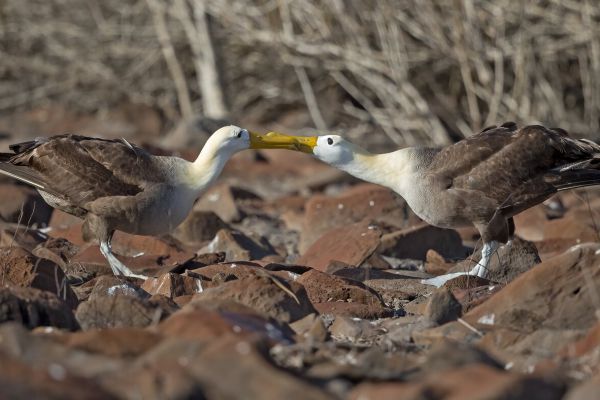 2016-12-10-waved-albatross-1009C614A72D-D2B4-4C2A-5AF3-FE3BC98A2682.jpg